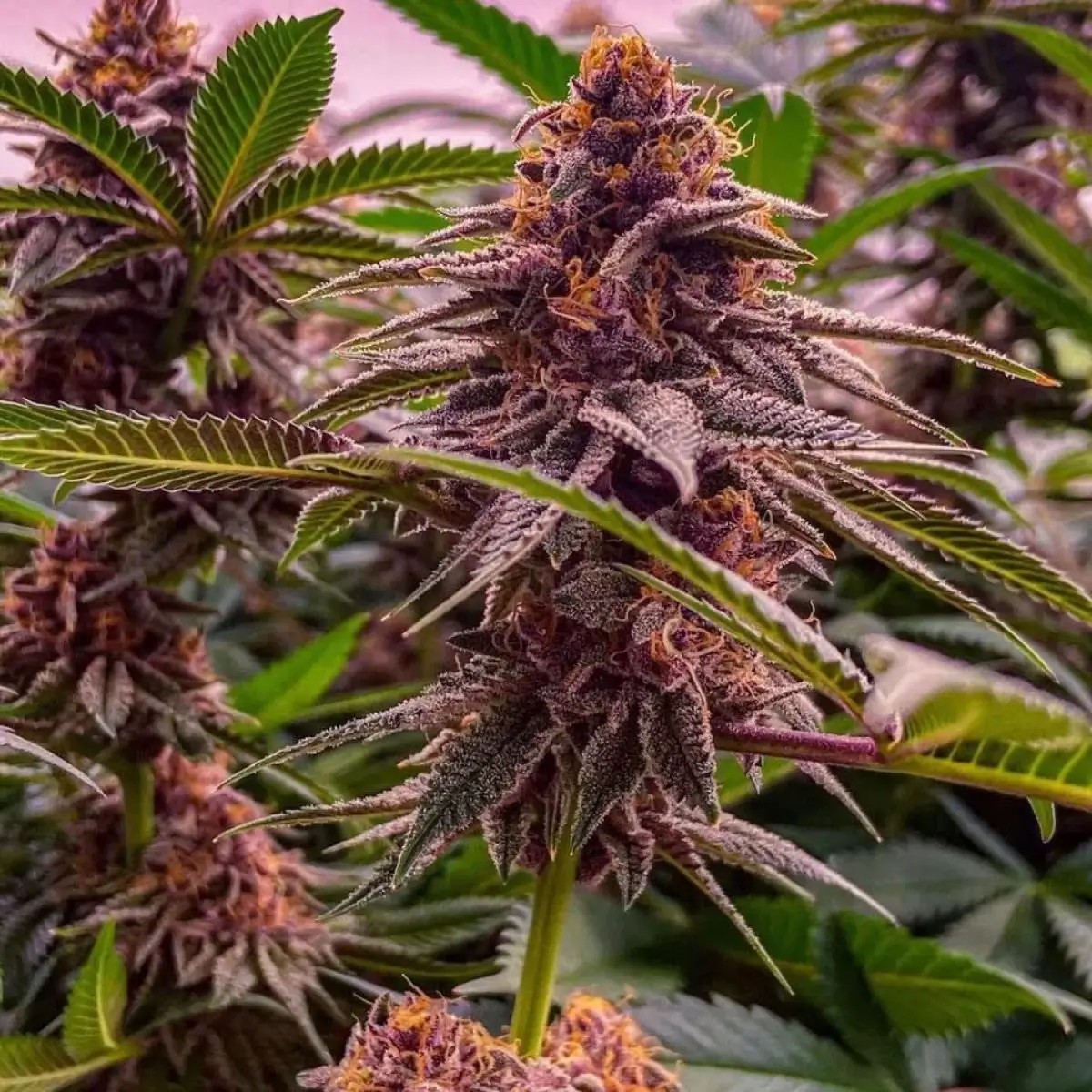 Dark Queen Regular by Relentless Genetics