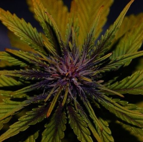 Dark Rose Auto CBD Autoflower by Elite Seeds