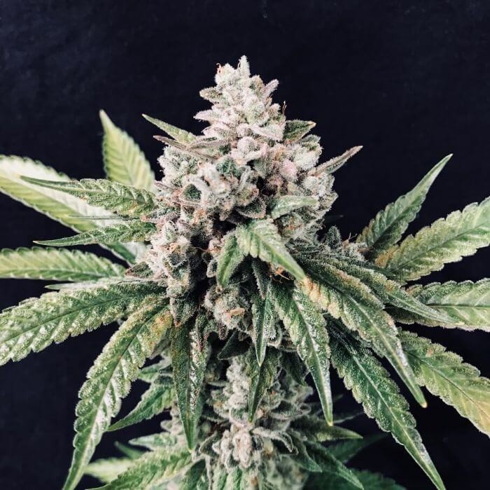 Deadcheese Feminized by R-Kiem Seeds
