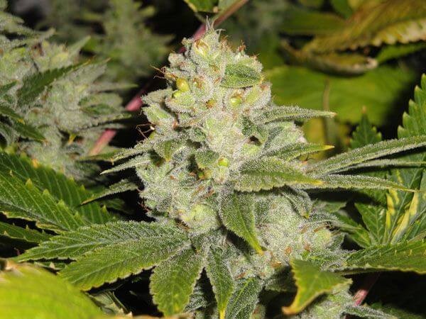 Deadhead OG Feminized by The Cali Connection