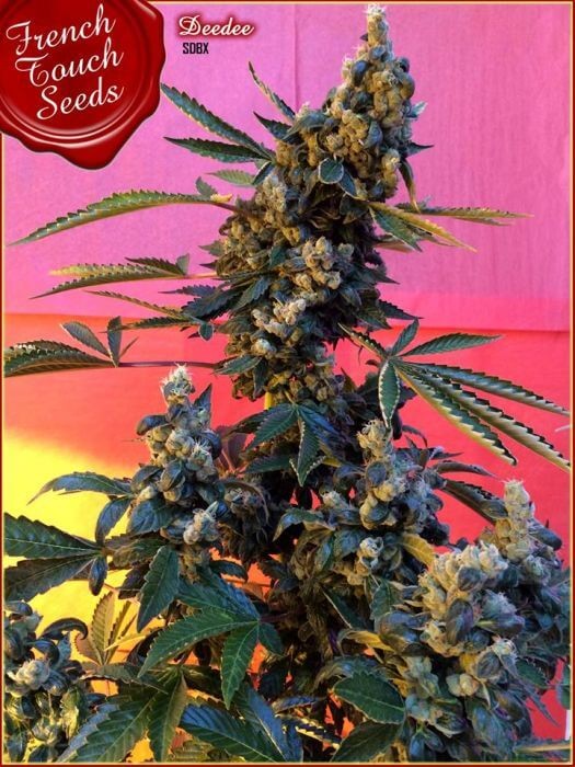 Deedee Regular by French Touch Seeds