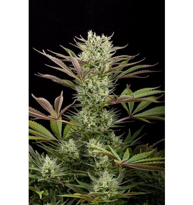 Deep Cheese Feminized by Dinafem