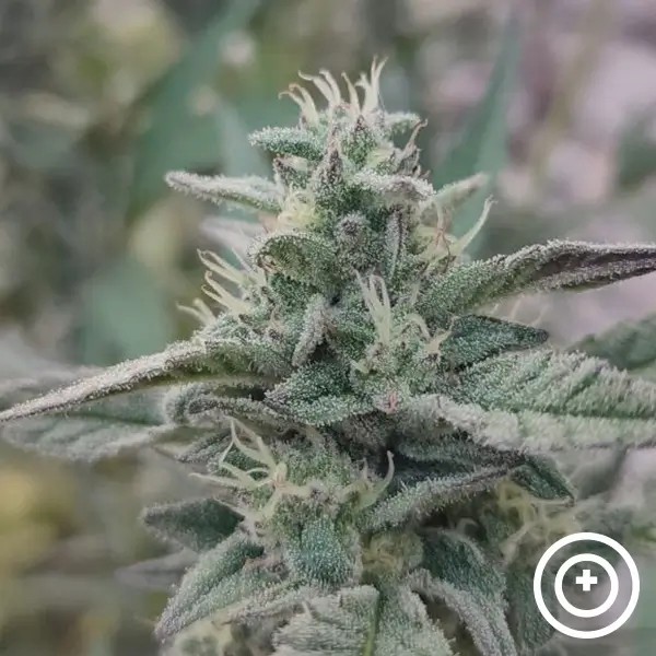 Deep State Feminized by Purple City Genetics