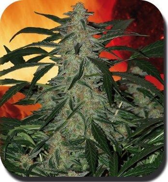 Deimos Autoflower by Buddha Seeds