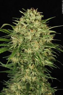 DelaHaze Feminized by Paradise Seeds