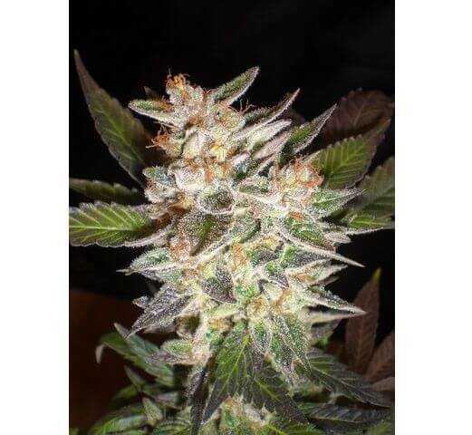 Delicious Candy Auto Autoflower by Delicious Seeds