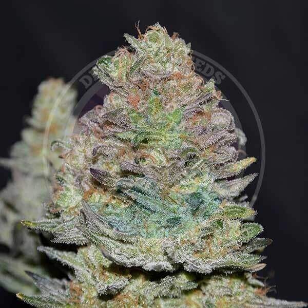 Delicious Cookies Auto Autoflower by Delicious Seeds