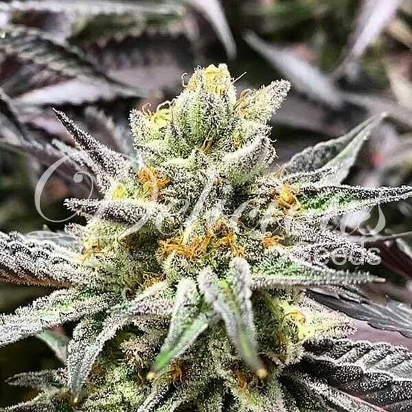 Delicious Cookies Feminized by Delicious Seeds