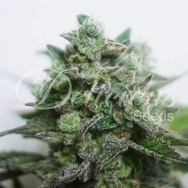 Delimed CBD Plus Feminized by Delicious Seeds