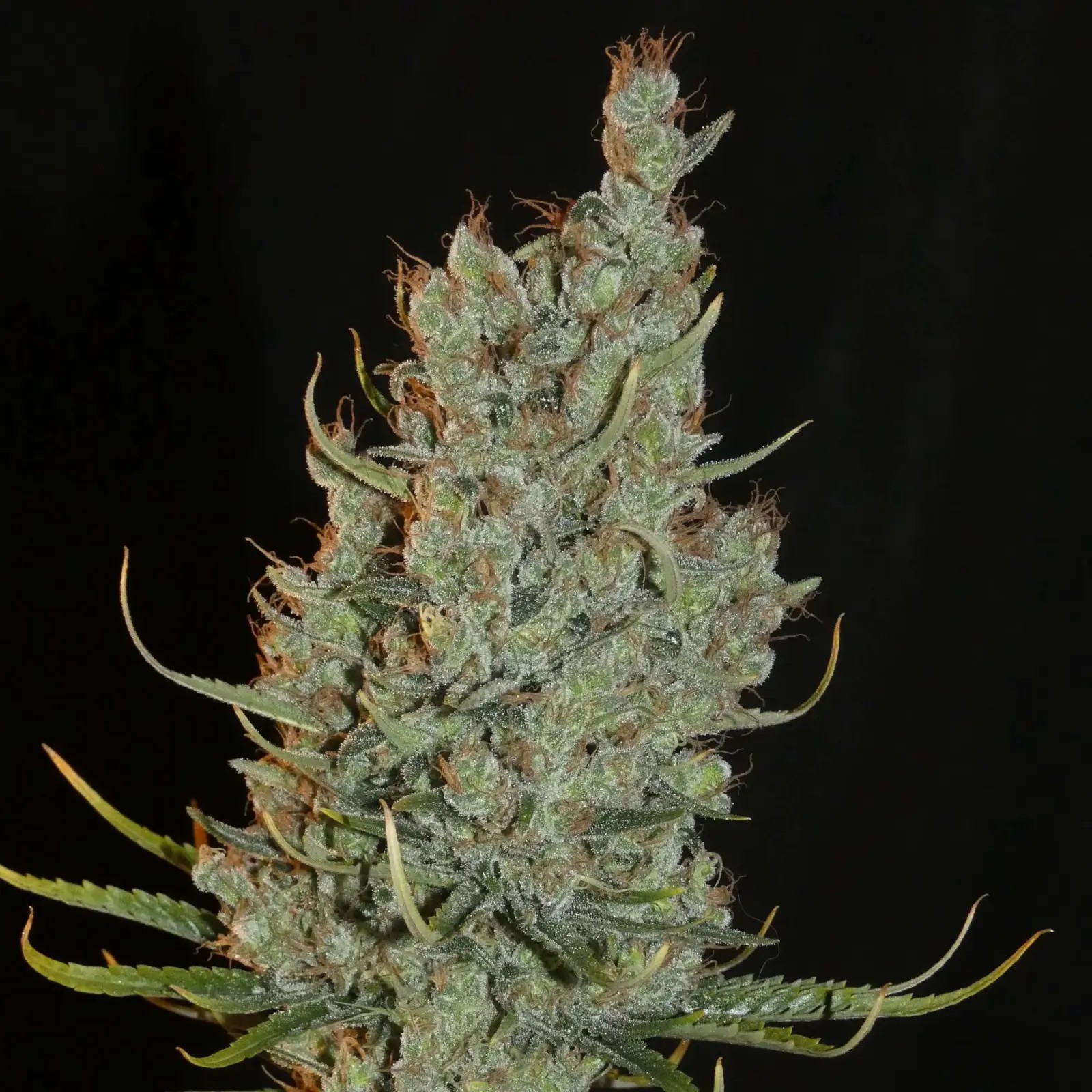 Desert Skunk Feminized by Khalifa Genetics
