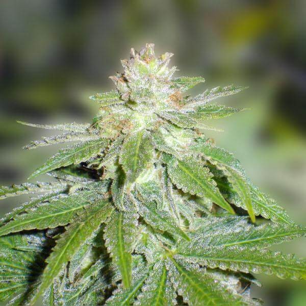Devil Fruit Feminized by Medical Seeds