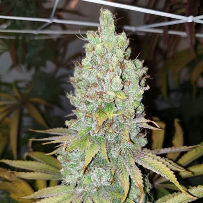 Di Frutti Feminized by Karma Genetics