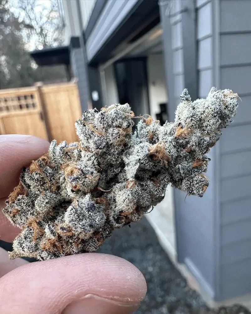 Diamond Daggers Feminized by Solfire Gardens