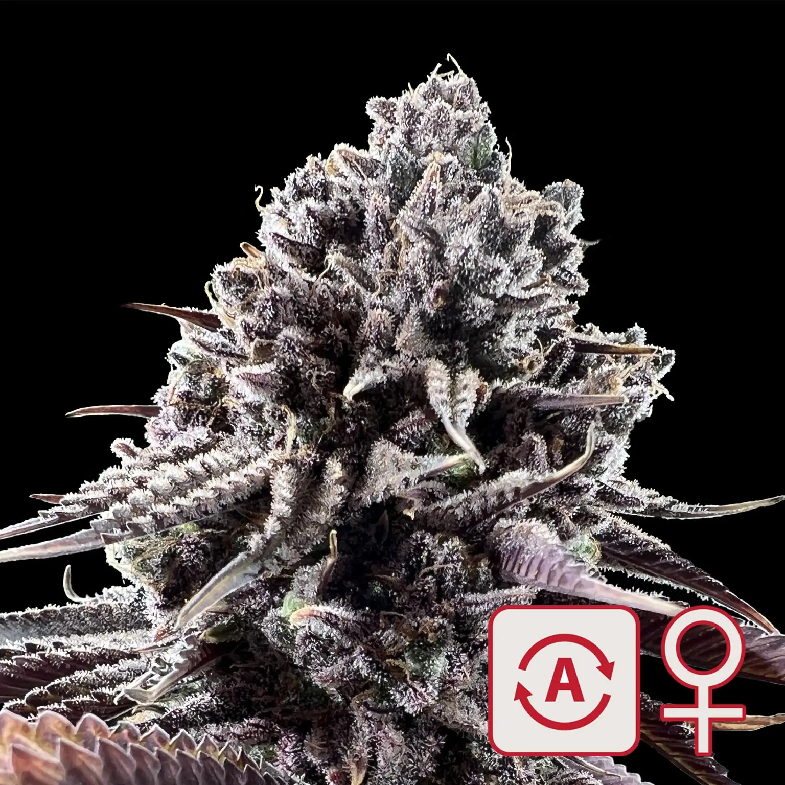 Diamond Queen Kush Auto Autoflower by K.C. Brains