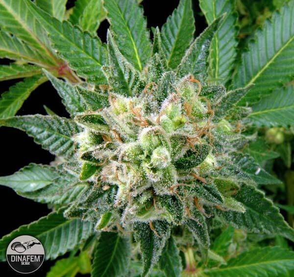 Diesel Feminized by Dinafem