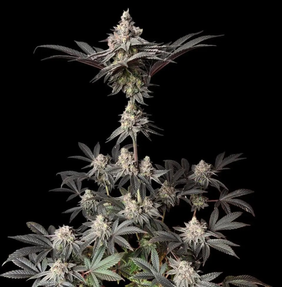 Diesel Latte Feminized by Aficionado French Connection