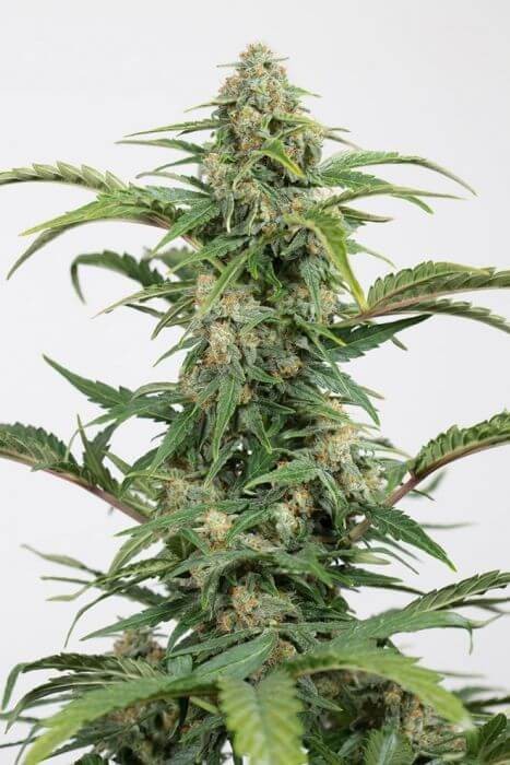 Dinamed CBD Auto Autoflower by Dinafem