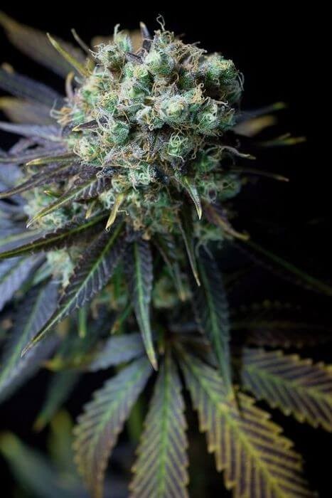 Dinamed CBD Feminized by Dinafem