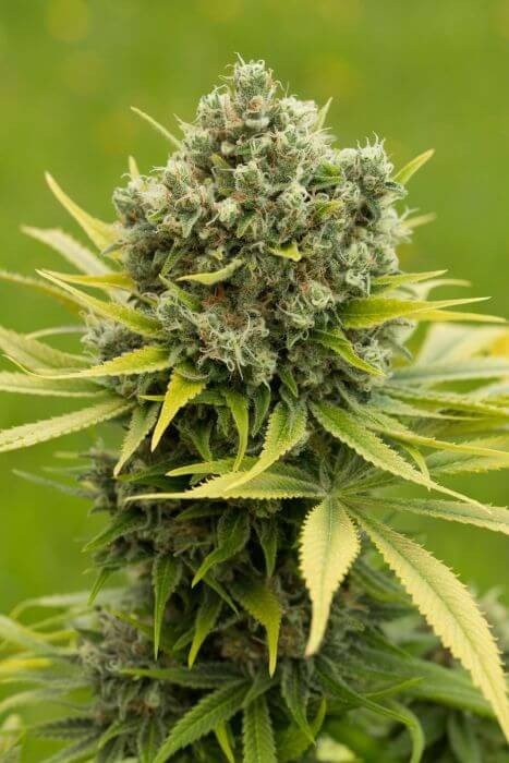 Dinamed CBD Plus Feminized by Dinafem