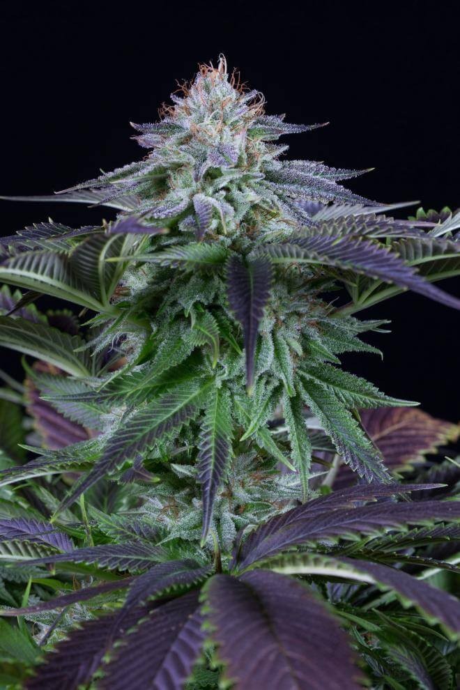 Dinamed Kush CBD Auto Autoflower by Dinafem