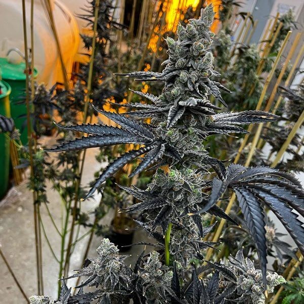 Dirty Bird Feminized by Exotic Genetix
