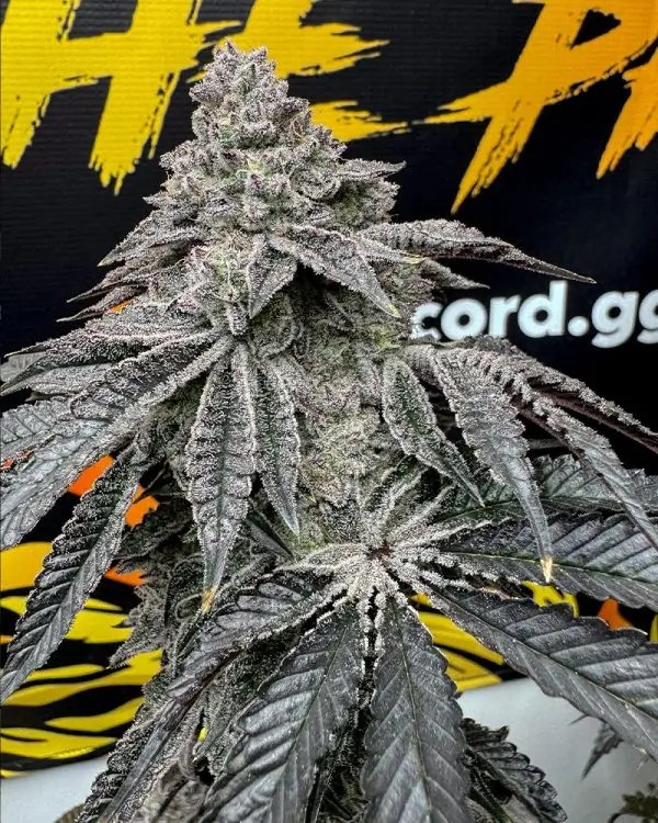 Dirty Water Feminized by Solfire Gardens