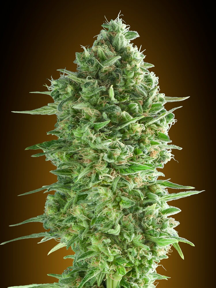 Do Si Dos Cookies Feminized by 00 Seeds Bank