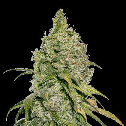 Do Si Dos Feminized by Seedstockers