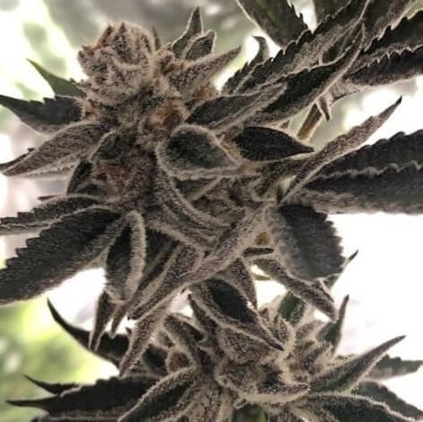 Do Si Dos Z Feminized by The Plug Seedbank