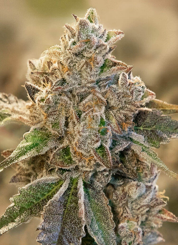 Do Si Face Auto Autoflower by High Speed Buds