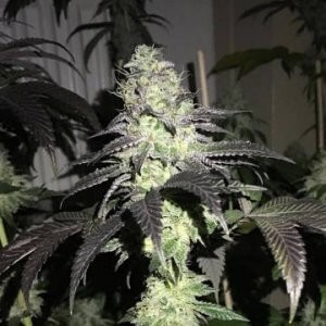 Do Z Dos Feminized by Pheno Finder Seeds