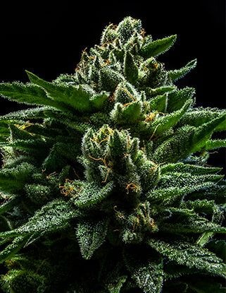 Do-G Feminized by Ripper Seeds