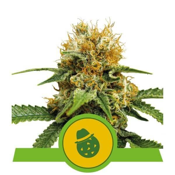 Do-Si-Dos Auto Autoflower by Royal Queen Seeds