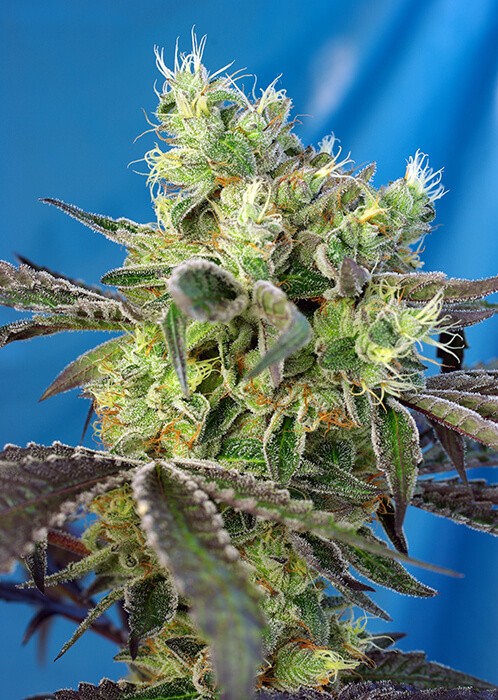 Do-Sweet-Dos Feminized by Sweet Seeds