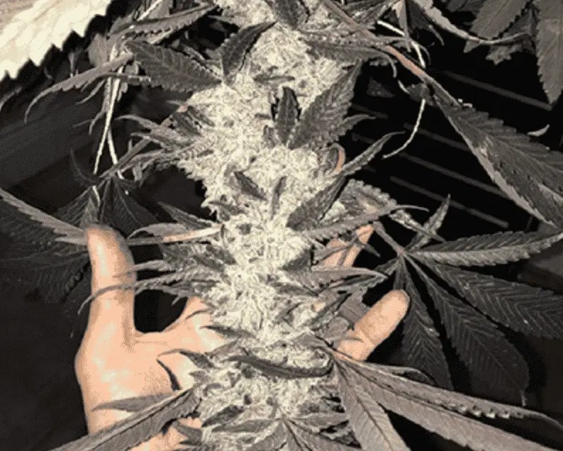 Dolato S1 Feminized by In House Genetics