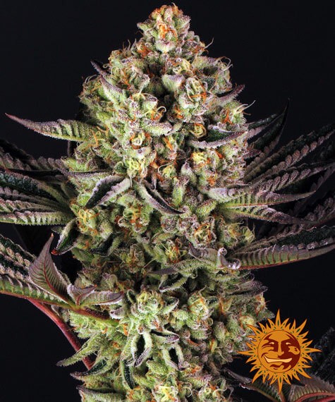 Dos Si Dos 33 Feminized by Barneys Farm