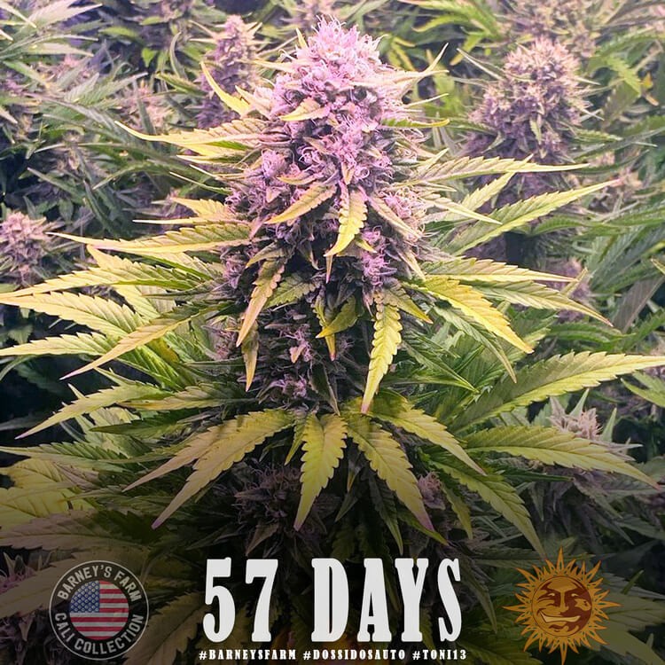 Dos Si Dos Auto Autoflower by Barneys Farm