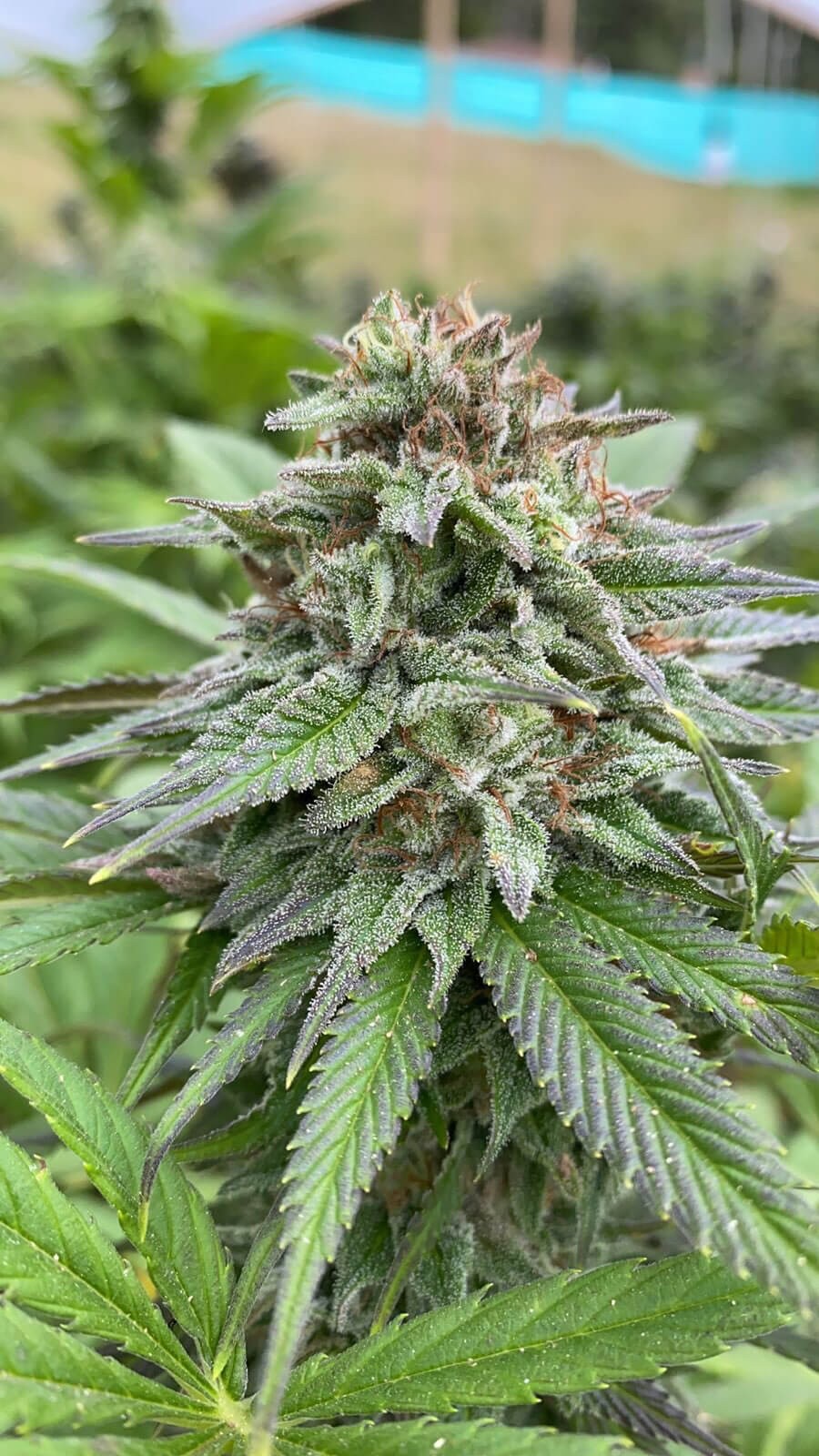 Dosidos Auto Autoflower by Kannabia