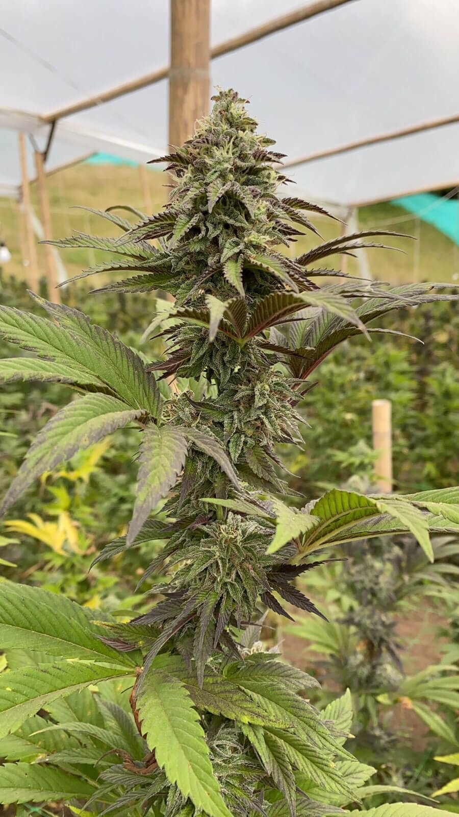Dosidos Feminized by Kannabia
