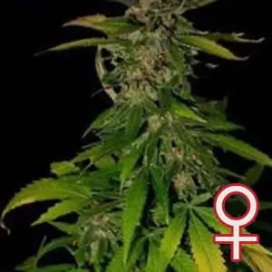 Double D Feminized by K.C. Brains