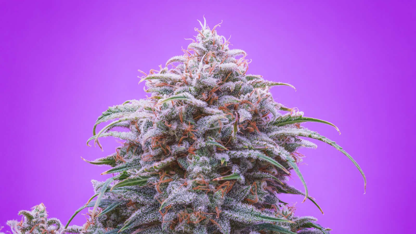 Double Grape Auto Autoflower by Mephisto Genetics
