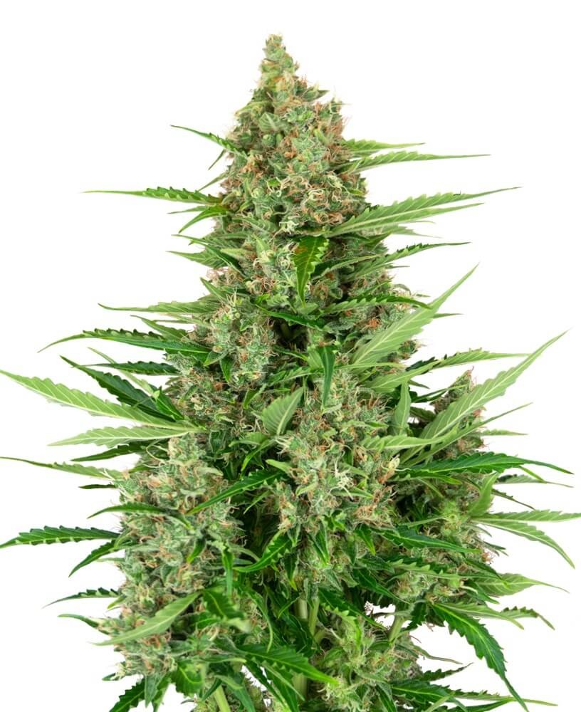 Double Kush Cake Auto Autoflower by Sensi Seeds
