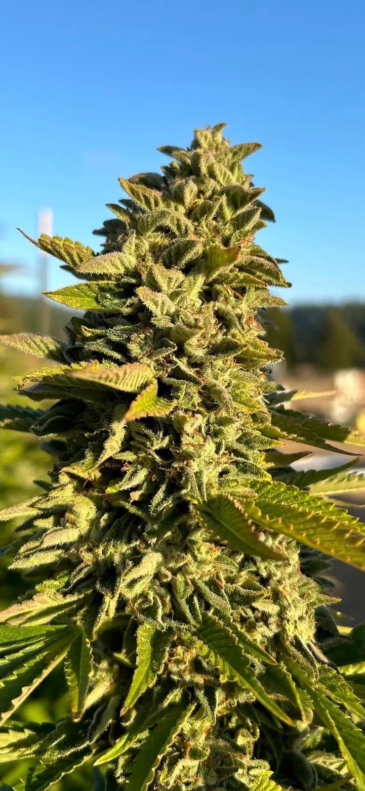Double Mojito Feminized by Higher Heights Mendo