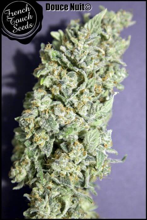 Douce Nuit Feminized by French Touch Seeds
