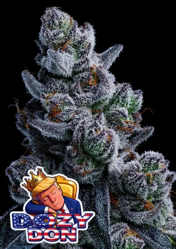 Dozy Don Feminized by Anesia Seeds