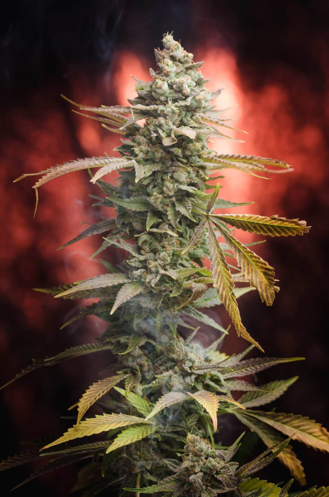 Dr Who Regular by Homegrown Natural Wonders