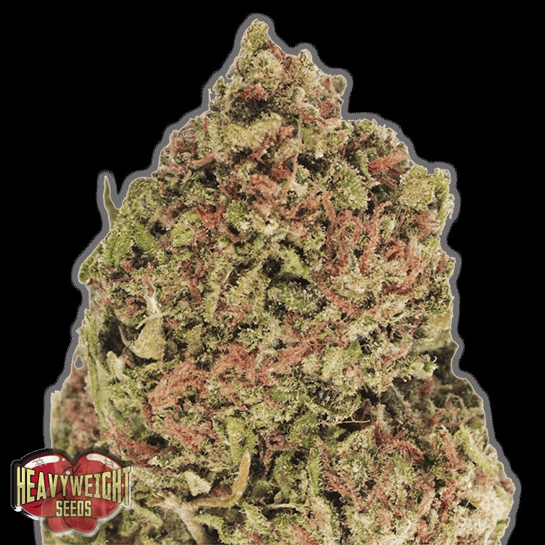 Dream Machine Feminized by Heavyweight Seeds