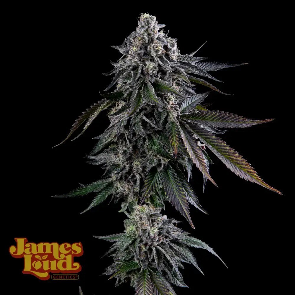 Dripz Feminized Feminized by James Loud Genetics