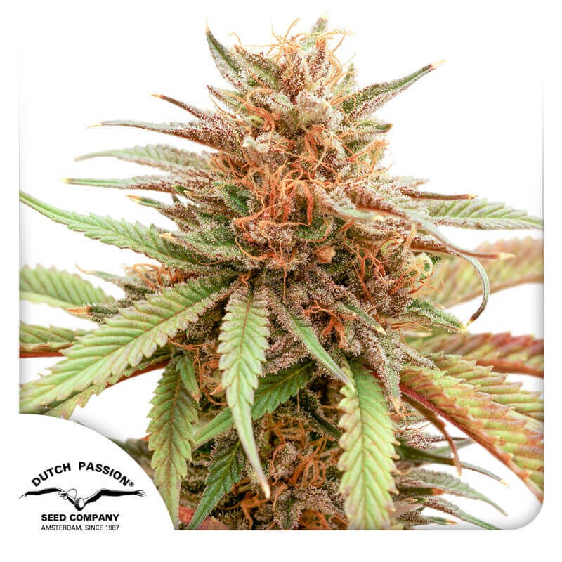 Durban Dew Feminized by Dutch Passion