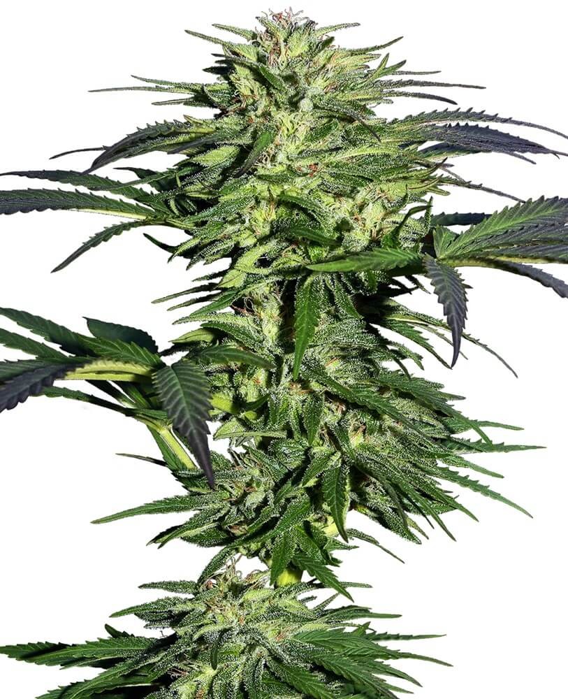 Durban Feminized by Sensi Seeds